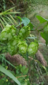 Houblon