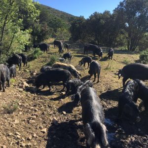 Objectif zéro déchets avec les cochons noirs de Lenthéric