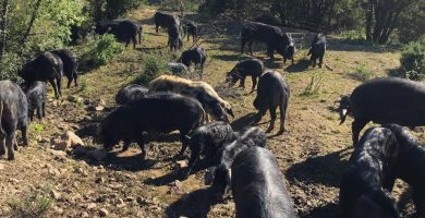 Objectif zéro déchets avec les cochons noirs de Lenthéric