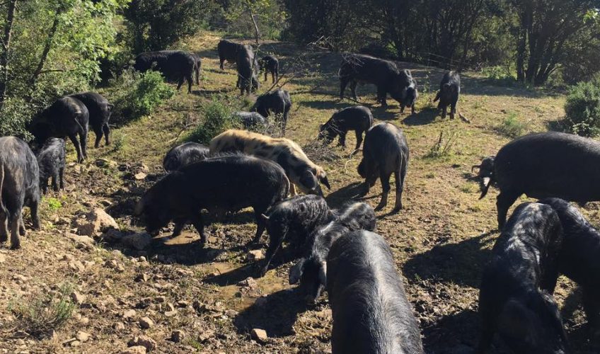 Objectif zéro déchets avec les cochons noirs de Lenthéric