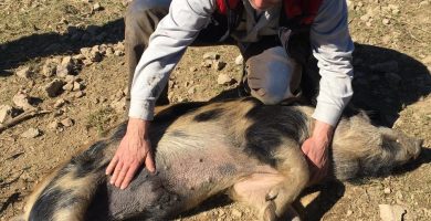 Objectif zéro déchets avec les cochons noirs de Lenthéric